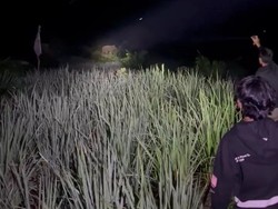 Gajah Liar di PALI Rusak Kebun dan Pondok, BKSDA Harap Warga Maklum