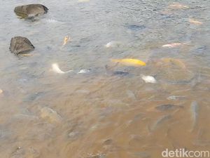 Cerita Ikan di Situ Sangiang yang Konon Jelmaan Prajurit Kerajaan