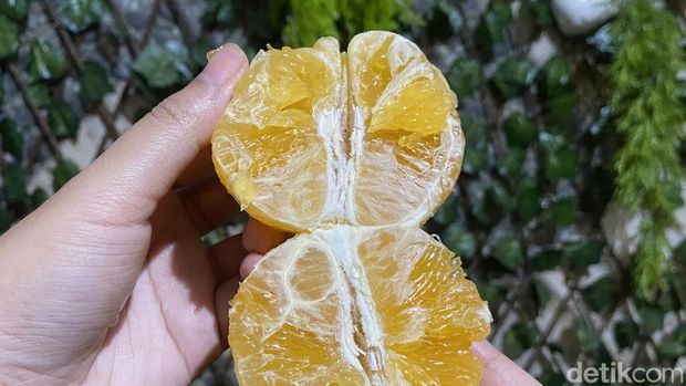 Ini 5 Varietas Jeruk Unik, Ada yang Sekilo Rp 140 Ribu!