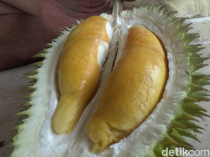 Dagingnya Tebal! Ini Durian Oranye Rp 50 Ribuan Khas Gunung Semeru Dagingnya Tebal! Ini Durian Oranye Rp 50 Ribuan Khas Gunung Semeru