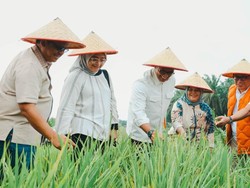 Kemenko Pangan Proyeksi Padi saat Peremajaan Sawit di Siak