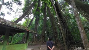 Lokasi dan Fakta Unik Pohon Berkaki Delapan di Majalengka