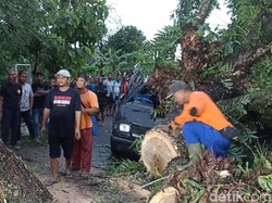 Pohon Tumbang Timpa Pikap di Ngawi, 3 Orang Luka