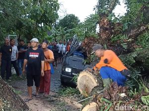 Pohon Tumbang Timpa Pikap di Ngawi, 3 Orang Luka Pohon Tumbang Timpa Pikap di Ngawi, 3 Orang Luka