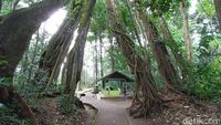 Pohon Unik di Majalengka, Punya Delapan Kaki