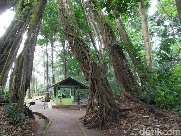 Pohon Unik di Majalengka, Punya Delapan Kaki
