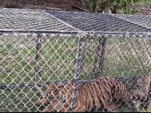 Akhirnya Harimau yang Resahkan Warga Aceh Timur Berhasil Masuk Perangkap Akhirnya Harimau yang Resahkan Warga Aceh Timur Berhasil Masuk Perangkap