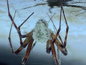 Jamur Ini Bikin Laba-laba Jadi Zombie Jamur Ini Bikin Laba-laba Jadi Zombie