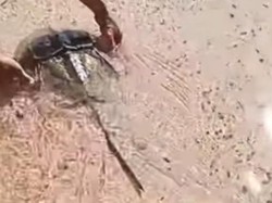 Viral Kepiting Purba Tapal Kuda Muncul di Pantai Gorontalo Utara