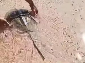 Viral Kepiting Purba Tapal Kuda Muncul di Pantai Gorontalo Utara Viral Kepiting Purba Tapal Kuda Muncul di Pantai Gorontalo Utara