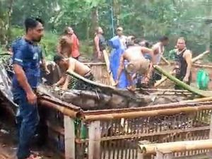 Tragedi Maut di Arena Tajen, 3 Tewas-6 Luka Tertimpa Pohon Aren