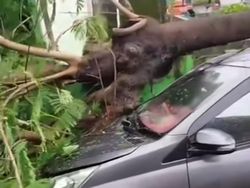 Pohon Tumbang Timpa Mobil di Perumahan Villa Mutiara Biru Makassar