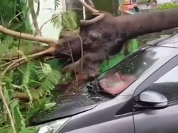Pohon Tumbang Timpa Mobil di Perumahan Villa Mutiara Biru Makassar
