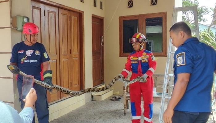 Tim Damkar Klaten mengevakuasi piton di atap rumah warga Tegalyoso, Klaten Selatan, Minggu (9/2/2025). Tim Damkar Klaten mengevakuasi piton di atap rumah warga Tegalyoso, Klaten Selatan, Minggu (9/2/2025).