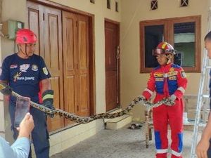 Ini 6 Tanda-tanda Ada Ular di Lingkungan Rumah, Kenali dan Pahami Yuk! Ini 6 Tanda-tanda Ada Ular di Lingkungan Rumah, Kenali dan Pahami Yuk!