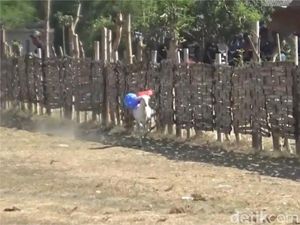 Seru! Tradisi Karapan Kambing Lumajang Jadi Ajang Silaturahmi Peternak Seru! Tradisi Karapan Kambing Lumajang Jadi Ajang Silaturahmi Peternak