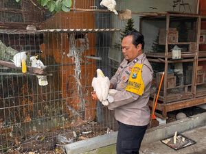 Aipda Man Odix, Pak Bhabin yang Gigih Lestarikan Kakaktua-Jalak di Mojokerto