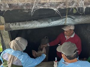 Babi Mati Massal Pernah Terjadi di Pasuruan pada 2022, Ini Penyebabnya Babi Mati Massal Pernah Terjadi di Pasuruan pada 2022, Ini Penyebabnya