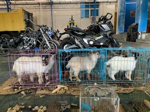 Bea Cukai Tindak Barang Impor Ilegal dari Thailand, Ada Motor Bekas-Kambing
