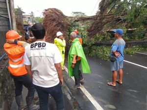 Hujan Deras dan Angin Kencang di Bali, 19 Pohon Tumbang hingga Longsor