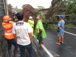 Hujan Deras dan Angin Kencang di Bali, 19 Pohon Tumbang hingga Longsor