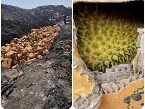 Duh! 60 Ton Durian Dikubur Gegara Mengandung Pewarna Kuning Duh! 60 Ton Durian Dikubur Gegara Mengandung Pewarna Kuning