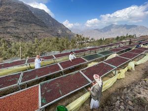 Intip Inovasi Petani Yaman dalam Meningkatkan Cita Rasa Kopi