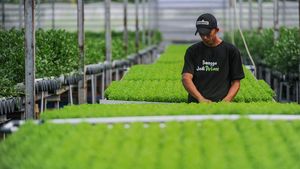 Intip Pusat Seledri Hidroponik Terbesar di Banten