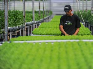 Intip Pusat Seledri Hidroponik Terbesar di Banten