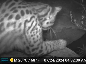 Kucing Cantik yang Terancam Punah Muncul Kembali