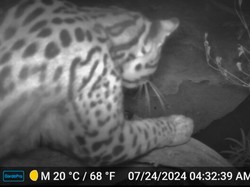 Kucing Cantik yang Terancam Punah Muncul Kembali