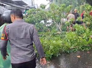 Pohon Tumbang di Jalur Mataram-Lombok Timur, 1 Pemotor Luka Ringan