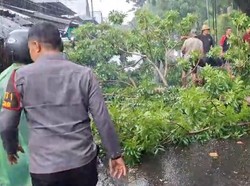 Pohon Tumbang di Jalur Mataram-Lombok Timur, 1 Pemotor Luka Ringan