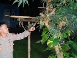 5 Bocah di Cianjur Keracunan Usai Konsumsi Buah Pohon Betadine