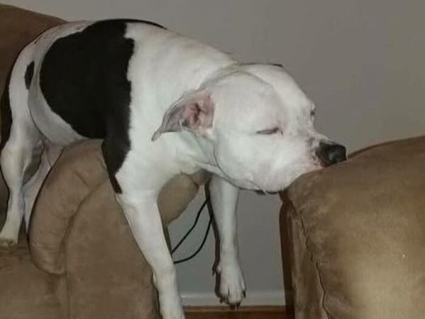 Potret Tingkah Kocak Hewan yang Bikin Harimu Lebih Ceria