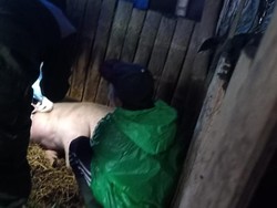 70 Ekor Babi Warga Tosari Pasuruan Mati Mendadak