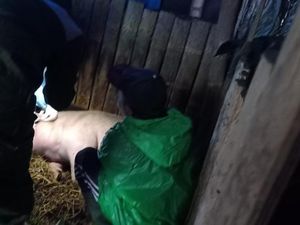 70 Ekor Babi Warga Tosari Pasuruan Mati Mendadak 70 Ekor Babi Warga Tosari Pasuruan Mati Mendadak