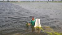 Ratusan Hektare Sawah di Kudus Gagal Panen Akibat Terendam Banjir