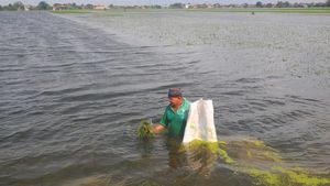 Ratusan Hektare Sawah di Kudus Gagal Panen Akibat Terendam Banjir