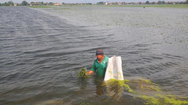 Ratusan Hektare Sawah di Kudus Gagal Panen Akibat Terendam Banjir