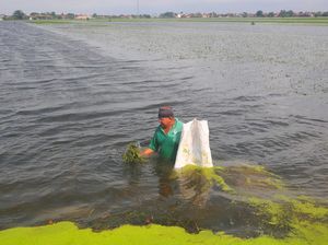 Ratusan Hektare Sawah di Kudus Gagal Panen Akibat Terendam Banjir Ratusan Hektare Sawah di Kudus Gagal Panen Akibat Terendam Banjir