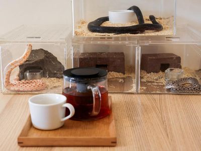 Sensasi Ngopi Bareng Ular di Taiwan