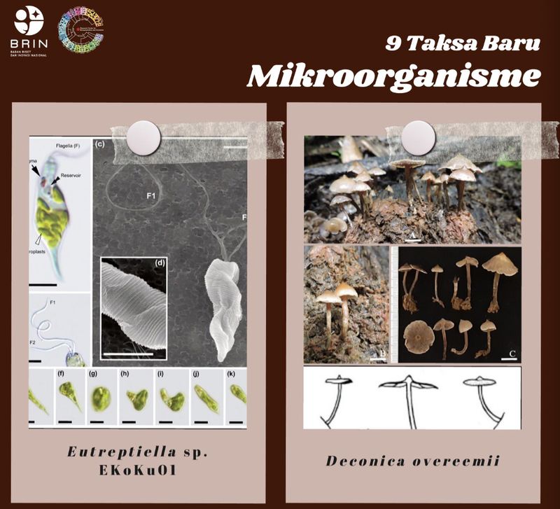 98 Taksa gres yang didapatkan BRIN selama 2024