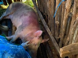 70 Babi Ternak di Pasuruan yang Mati Mendadak Perutnya Biru