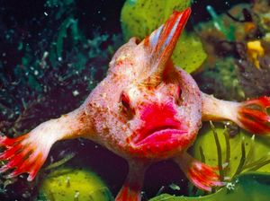 Ikan Sangat Langka yang Punya Tangan Ini Terancam Punah