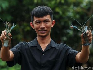 Awalnya Iseng Cari Hewan Peliharaan, Pria Ini Malah Jadi Juragan Lobster Awalnya Iseng Cari Hewan Peliharaan, Pria Ini Malah Jadi Juragan Lobster