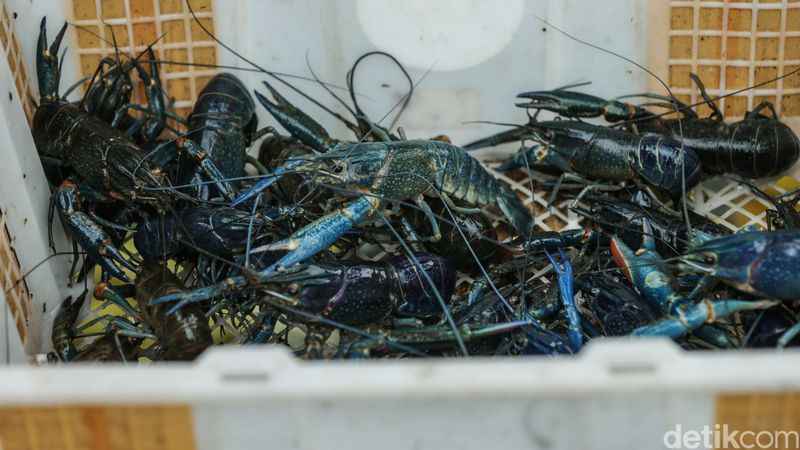 Intip Peluang Cuan Budi Daya Lobster Air Tawar Budi daya lobster menjadi salah satu pilihan bisnis yang menjanjikan. Permintaan pasar yang banyak membuat tekat Putra asal Bekasi menekuni bidang lobster air tawar.