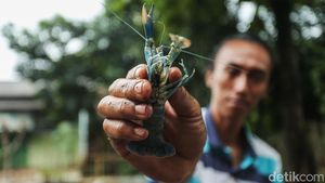 Intip Peluang Cuan Budi Daya Lobster Air Tawar