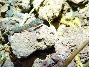 Dikira Punah 5.000 Tahun Lalu, Tokek Ini Muncul di Galapagos