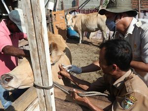 Jelang Ramadan, Ternak di Aceh Divaksinasi Cegah PMK